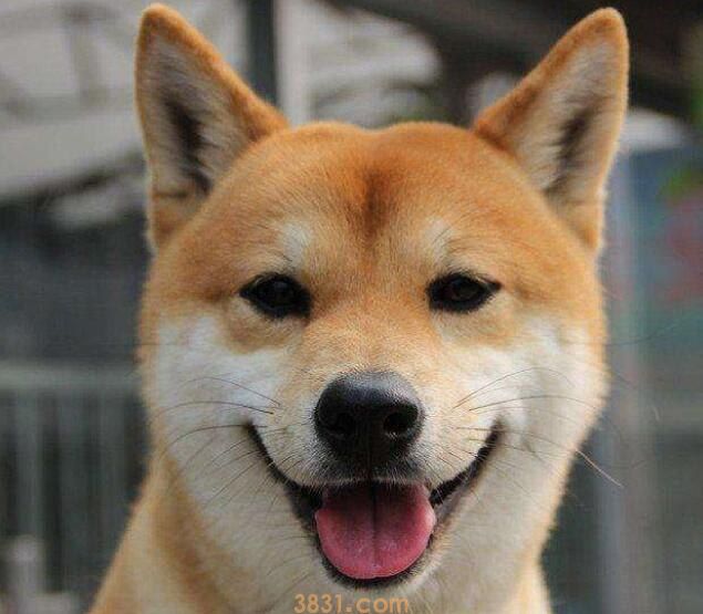 柴犬一年生几胎(图1)