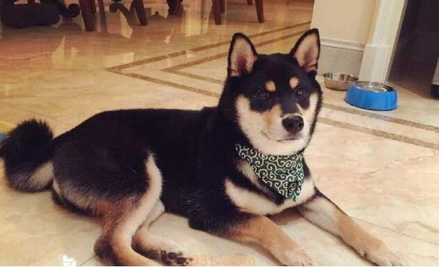 黑柴犬好吗(图1)
