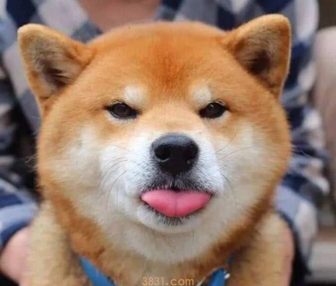 柴犬喜欢叫吗(图1)