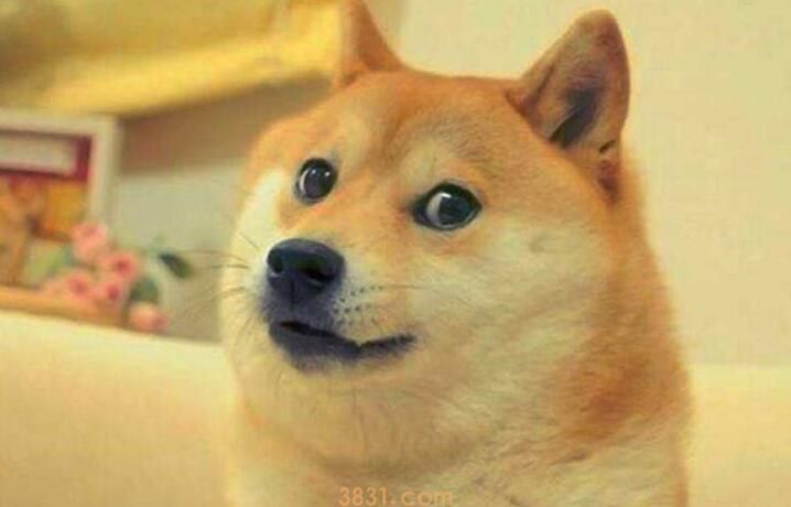 柴犬很皮吗(图1)
