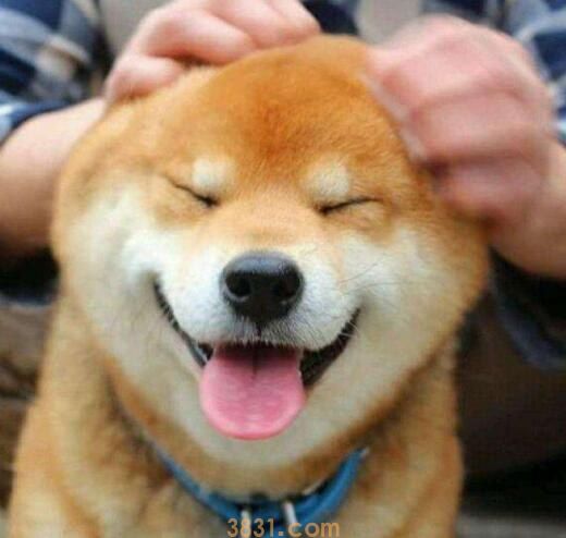 柴犬厉害吗(图1)