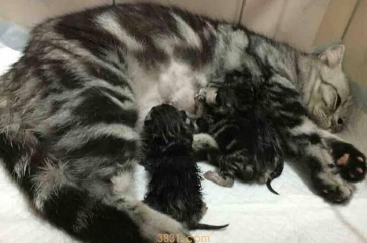 猫生小猫每只间隔多久(图1)