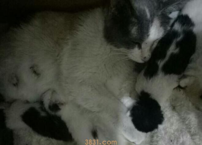 猫生小猫每只间隔多久(图2)