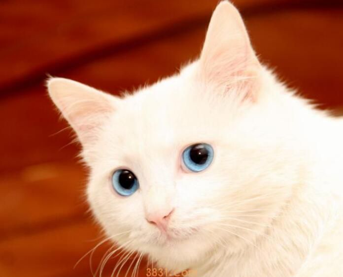 猫能吃海苔吗(图1)