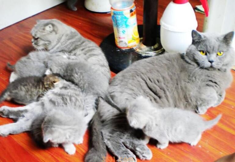 猫生小猫每只间隔多久(图3)