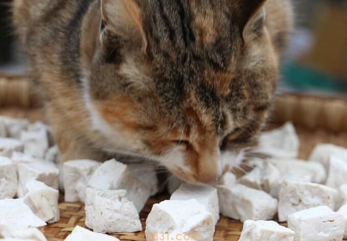 猫能吃海苔吗(图2)