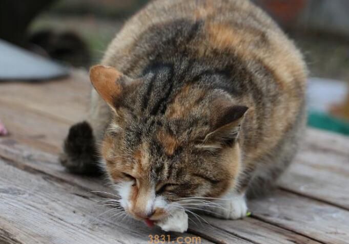 猫能吃海苔吗(图3)