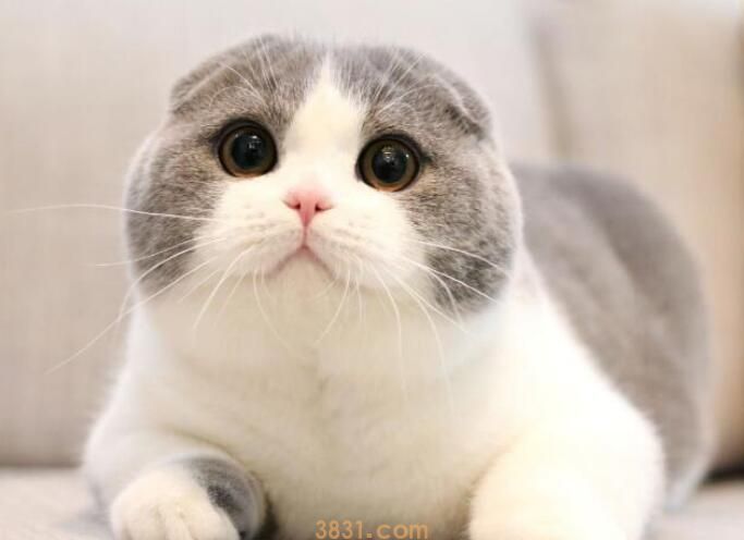 猫眉骨上秃了怎么办(图1)