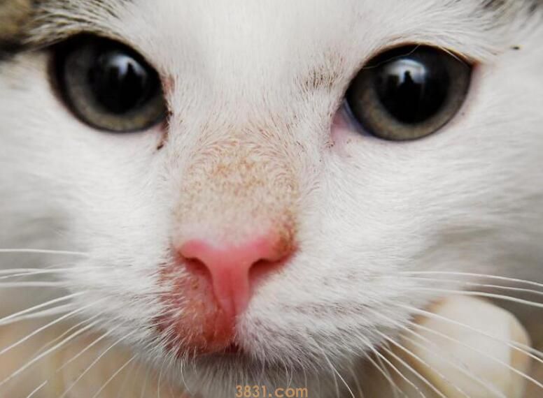 猫眉骨上秃了怎么办(图2)