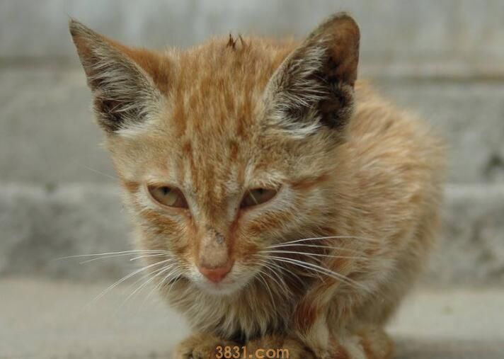 猫怀孕一个月能洗澡吗(图1)