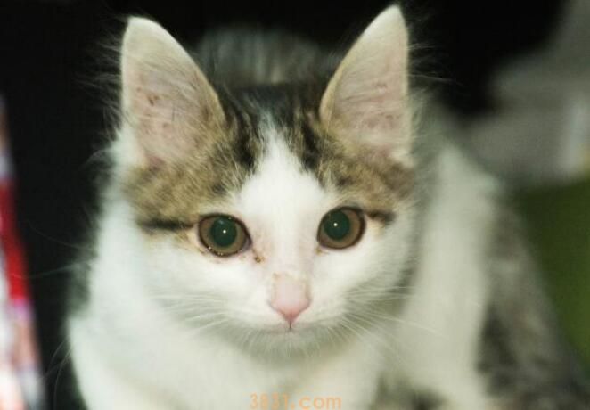 猫眉骨上秃了怎么办(图3)