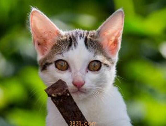猫怀孕一个月能洗澡吗(图2)