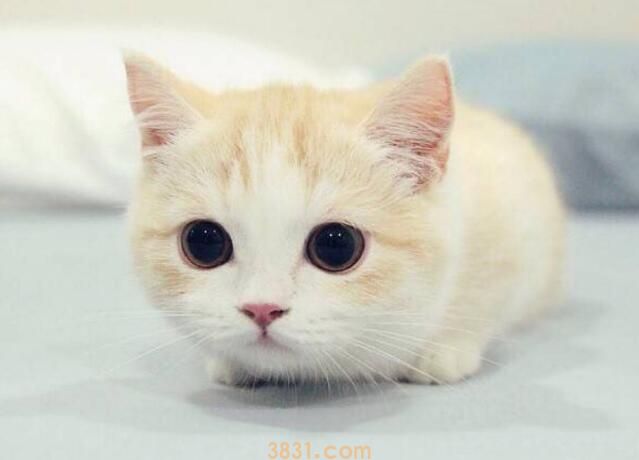猫怀孕一个月能洗澡吗(图3)
