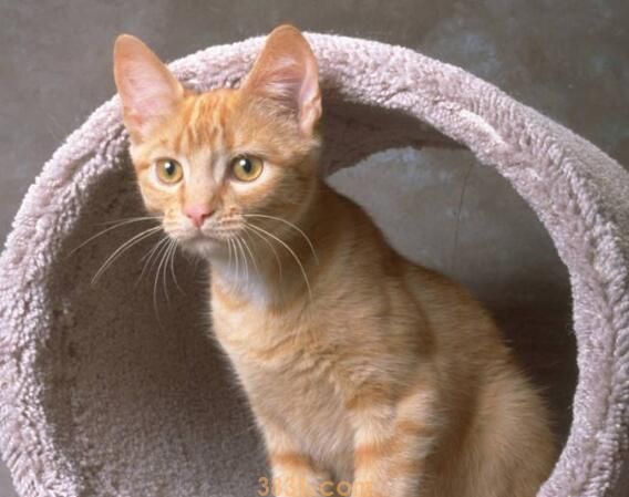猫丢了一般会跑去哪里(图1)