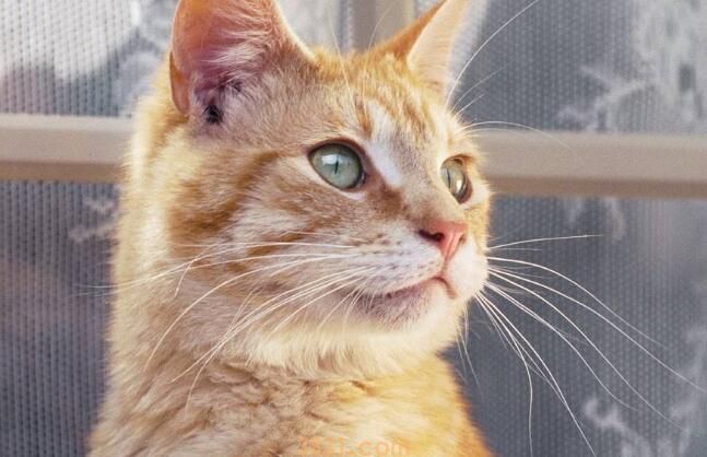 猫丢了一般会跑去哪里(图2)