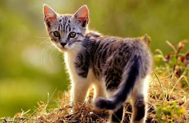 猫丢了一般会跑去哪里(图3)