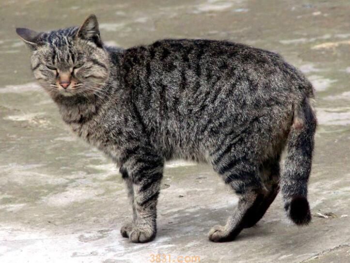 猫的智力水平(图1)