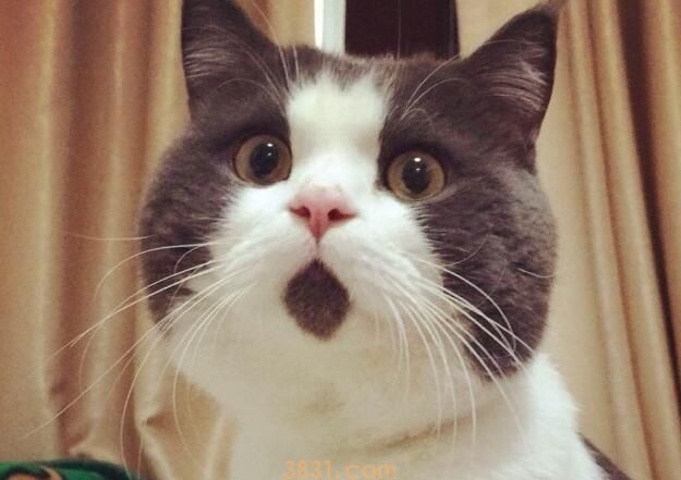 猫的智力水平(图2)