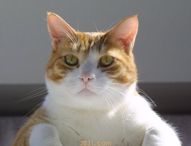 猫从楼上摔下去怎么办(图2)