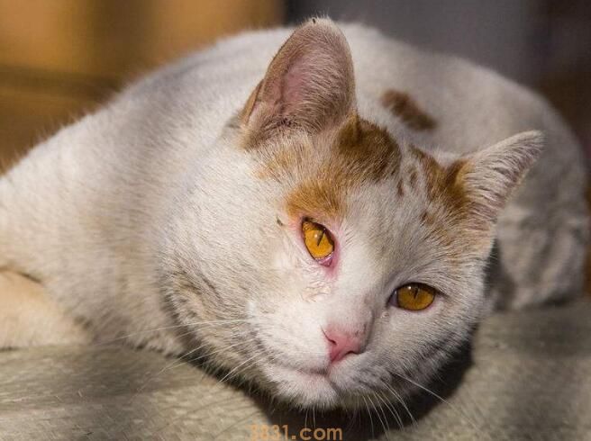 猫吃化毛膏有什么作用(图1)