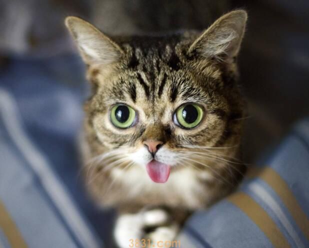 猫不停的刨猫砂还总叫怎么办(图1)