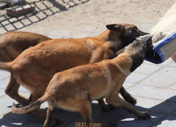 马犬几个月停止生长(图1)