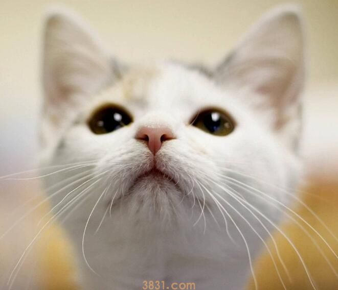猫不停的刨猫砂还总叫怎么办(图2)