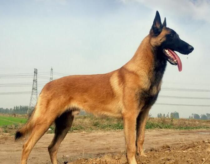 马犬几个月停止生长(图2)