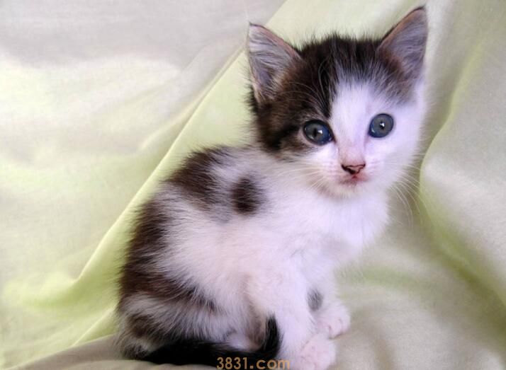 猫不停的刨猫砂还总叫怎么办(图3)