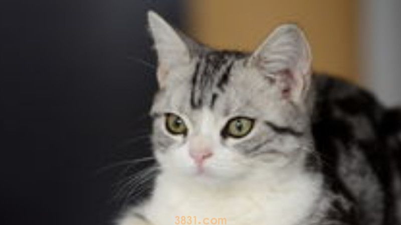 猫砂里的猫屎怎么清理(图1)