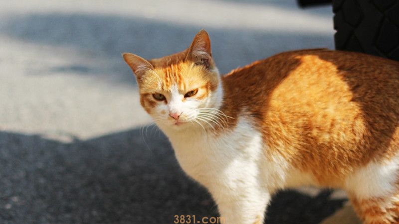 猫砂里的猫屎怎么清理(图2)