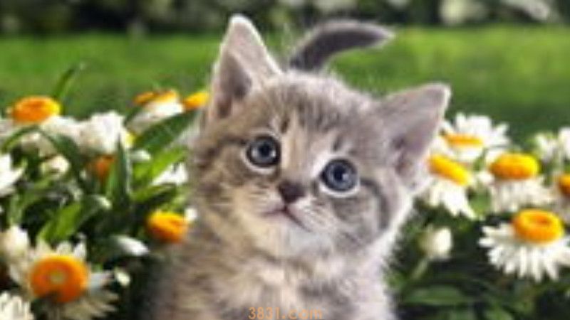 猫舔了碘伏怎么办(图1)