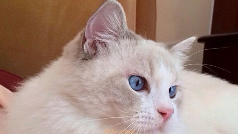 猫砂里的猫屎怎么清理(图3)