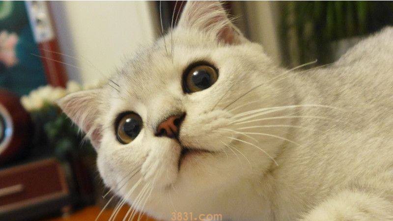 猫舔了碘伏怎么办(图2)