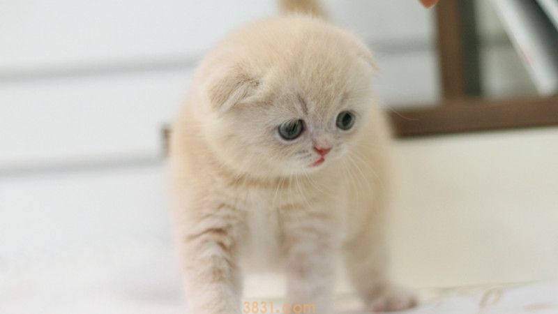 猫瘟最凶险是第几天(图1)