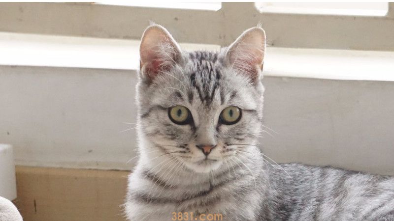 猫瘟最凶险是第几天(图2)