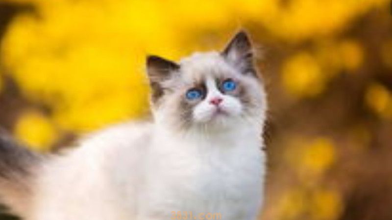 猫瘟最凶险是第几天(图3)