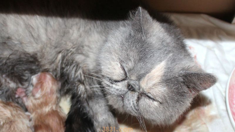 猫瘟怎么消毒(图1)