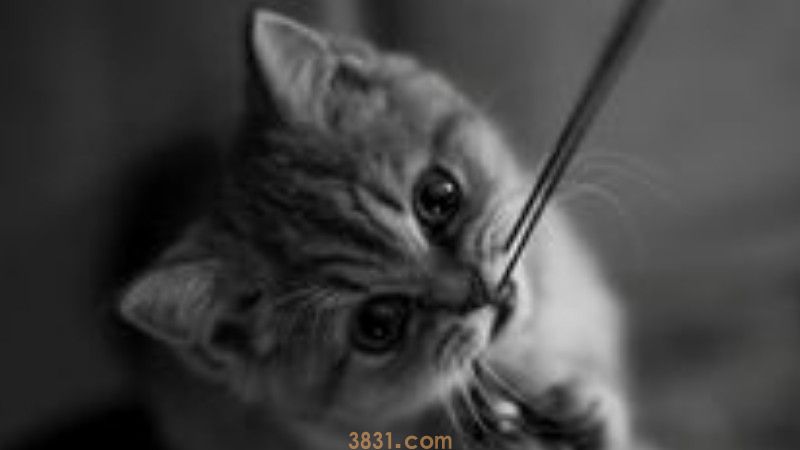 猫瘟怎么消毒(图2)
