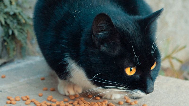 猫舔脸代表什么意思(图1)