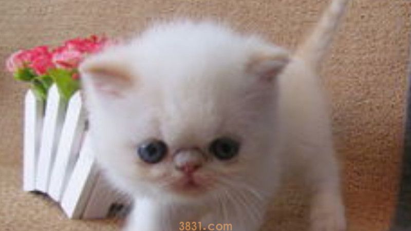猫舔脸代表什么意思(图2)