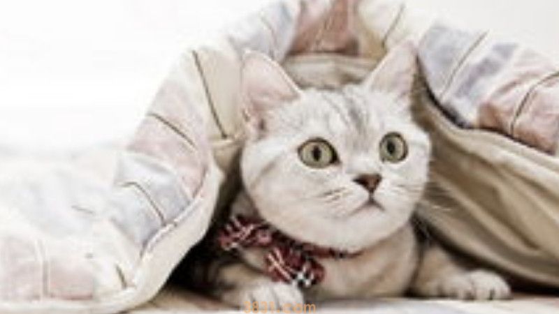 猫舔脸代表什么意思(图3)