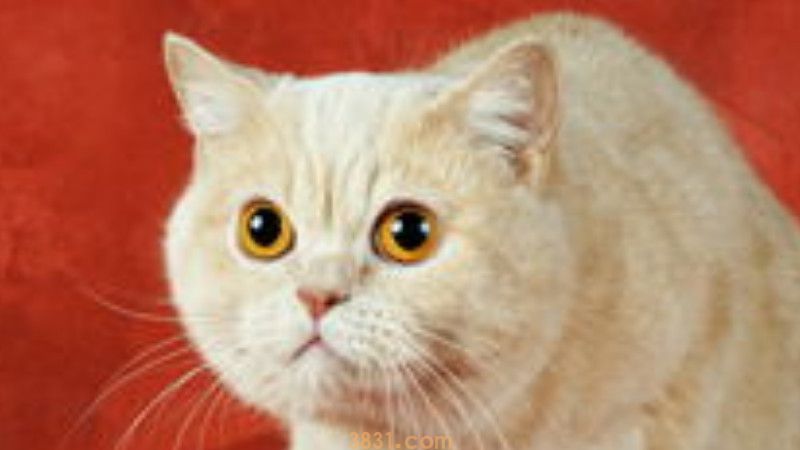 猫瘟怎么消毒(图3)