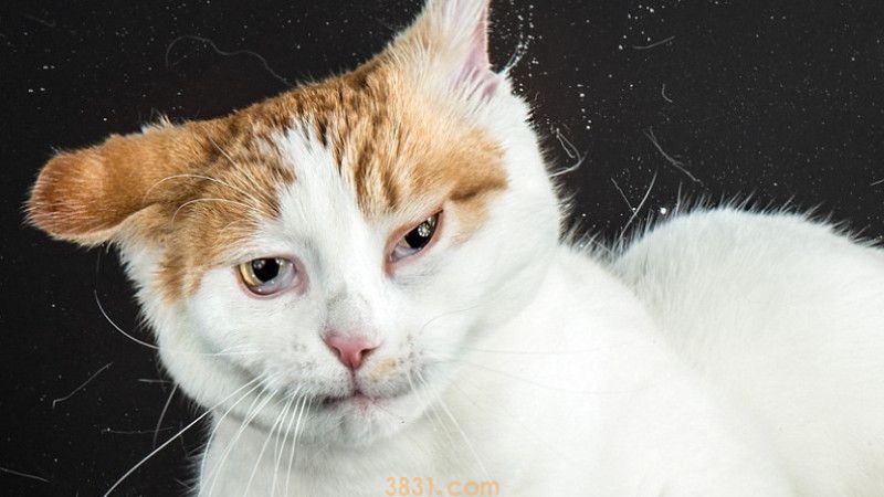 猫死前是什么样子的(图1)