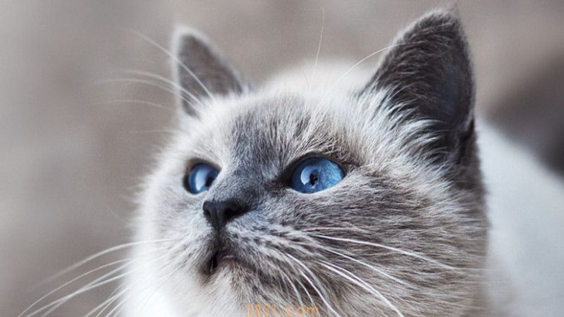 猫瘟的呕吐频率是多少(图2)