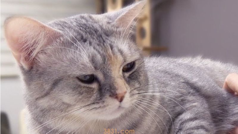猫瘟的呕吐频率是多少(图3)