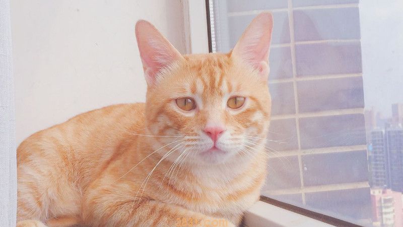 猫死前是什么样子的(图2)