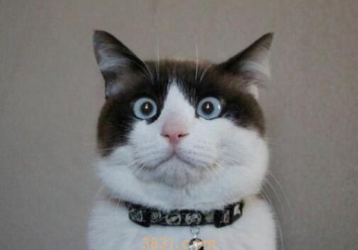 猫会在床上拉屎吗(图1)