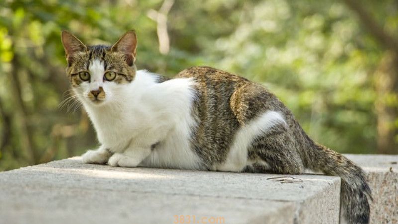 猫死前是什么样子的(图3)