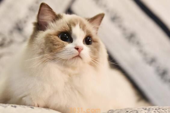 布偶猫尴尬期尖嘴猴腮正常吗(图1)
